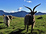 72 Ai Piani dell'Avaro capre orobiche al pascolo 